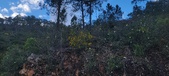 Enlarge photo 629