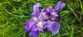 Enlarge photo 682