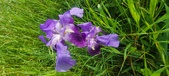 Enlarge photo 684
