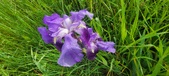 Enlarge photo 685