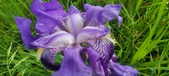 Enlarge photo 686