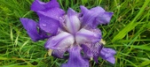 Enlarge photo 687