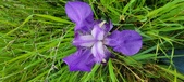 Enlarge photo 688