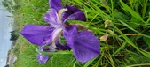 Enlarge photo 695