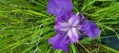 Enlarge photo 697