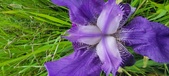 Enlarge photo 698