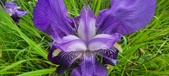 Enlarge photo 699