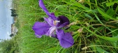 Enlarge photo 701