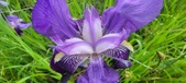 Enlarge photo 703