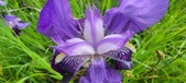 Enlarge photo 704