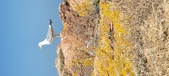 Enlarge photo 106