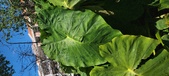 Enlarge photo 173