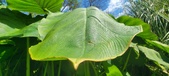 Enlarge photo 167