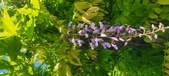 Enlarge photo 170