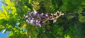 Enlarge photo 171