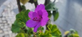 Enlarge photo 99