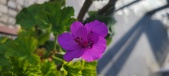 Enlarge photo 100