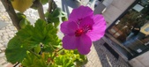 Enlarge photo 98