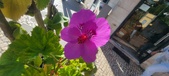 Enlarge photo 97