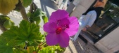 Enlarge photo 96