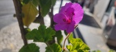 Enlarge photo 89