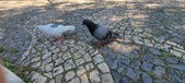 Enlarge photo 80
