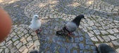 Enlarge photo 79