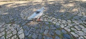 Enlarge photo 77