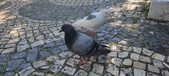 Enlarge photo 73