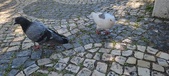 Enlarge photo 72