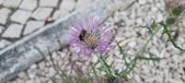 Enlarge photo 293