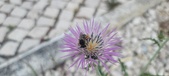 Enlarge photo 294