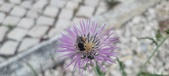 Enlarge photo 295