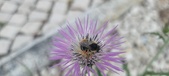 Enlarge photo 296