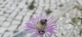 Enlarge photo 297