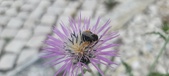 Enlarge photo 298