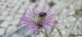 Enlarge photo 299
