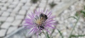 Enlarge photo 300
