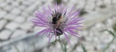 Enlarge photo 302