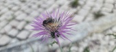 Enlarge photo 303