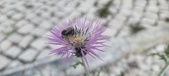 Enlarge photo 304