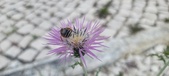 Enlarge photo 305