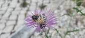 Enlarge photo 306