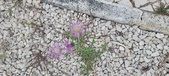 Enlarge photo 307