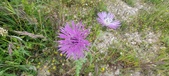 Enlarge photo 312