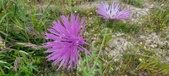 Enlarge photo 314