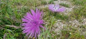 Enlarge photo 315
