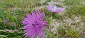 Enlarge photo 316
