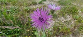 Enlarge photo 317