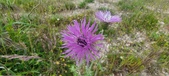 Enlarge photo 318